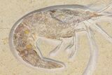Huge, Fossil Shrimp (Antrimpos) with Floating Crinoids - Germany #167797-1